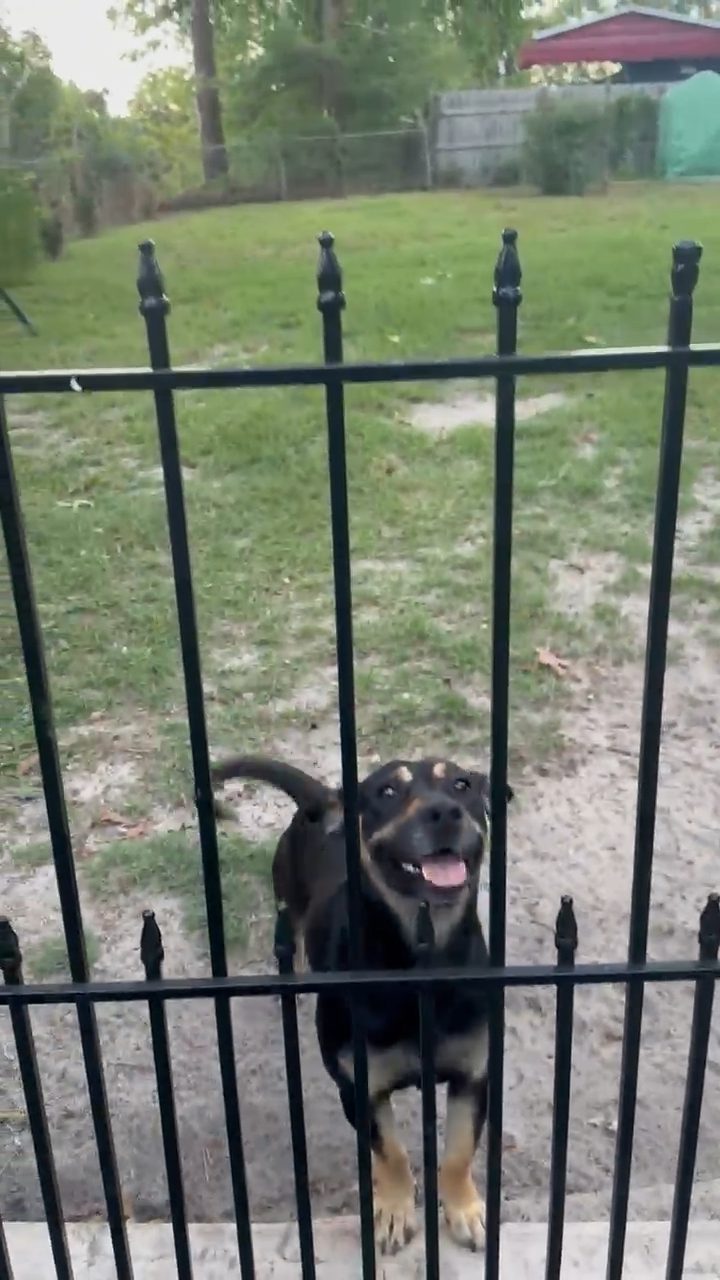 Petunia visiting backyard for food