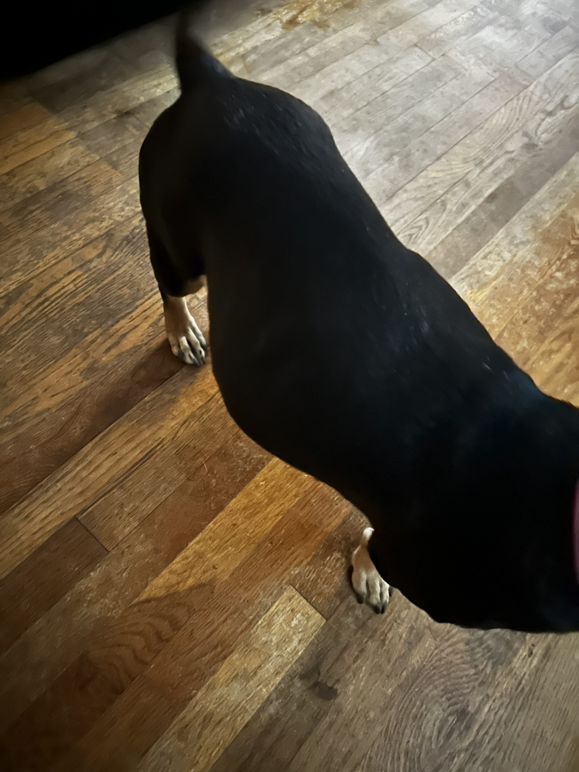 Petunia's belly is showing