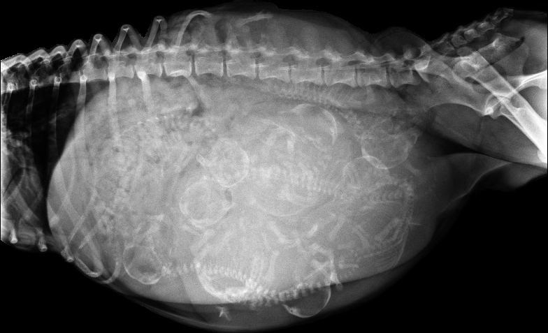 Vet X-ray confirms Petunia is pregnant