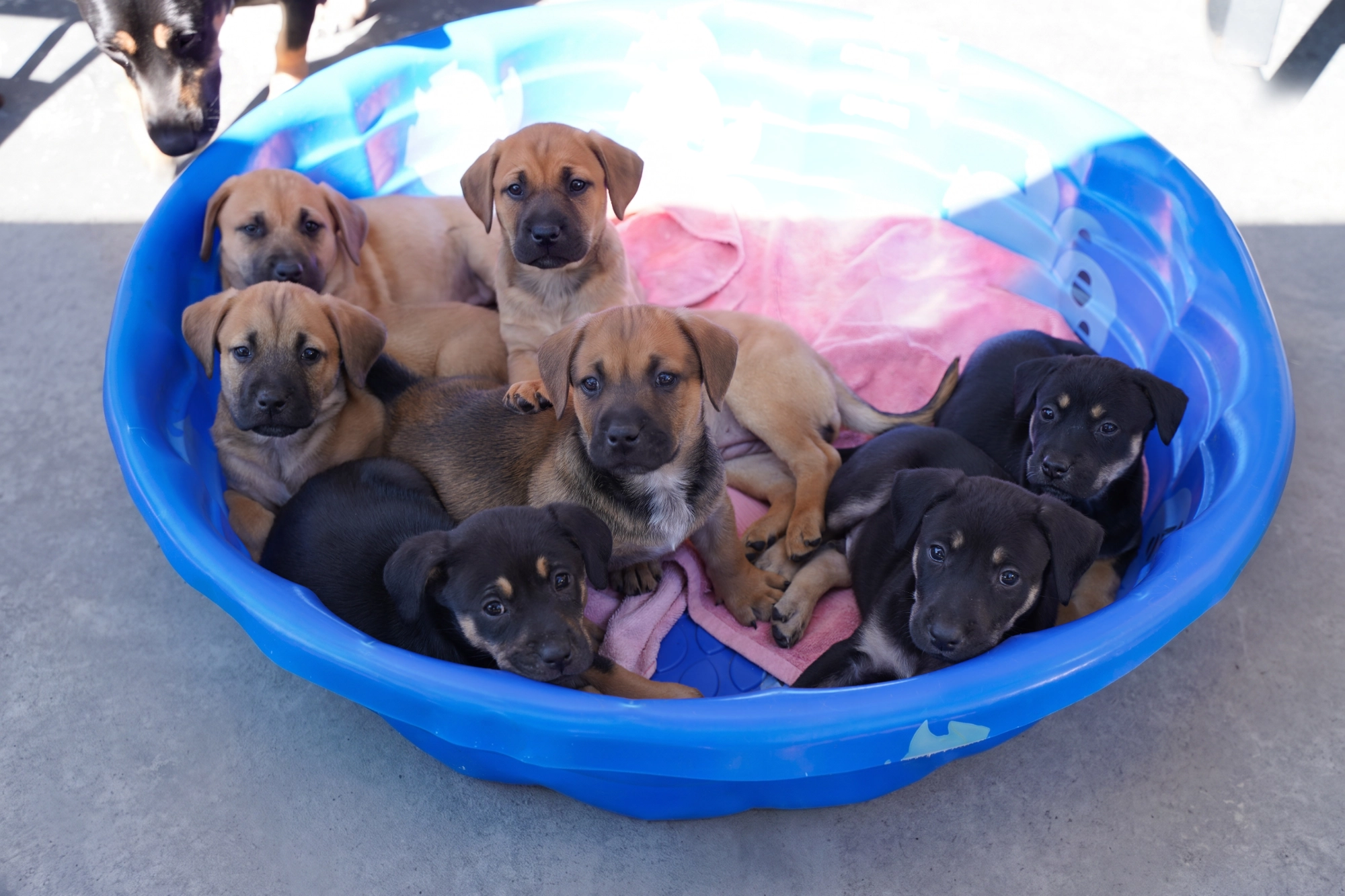 Princess Petunia's puppies