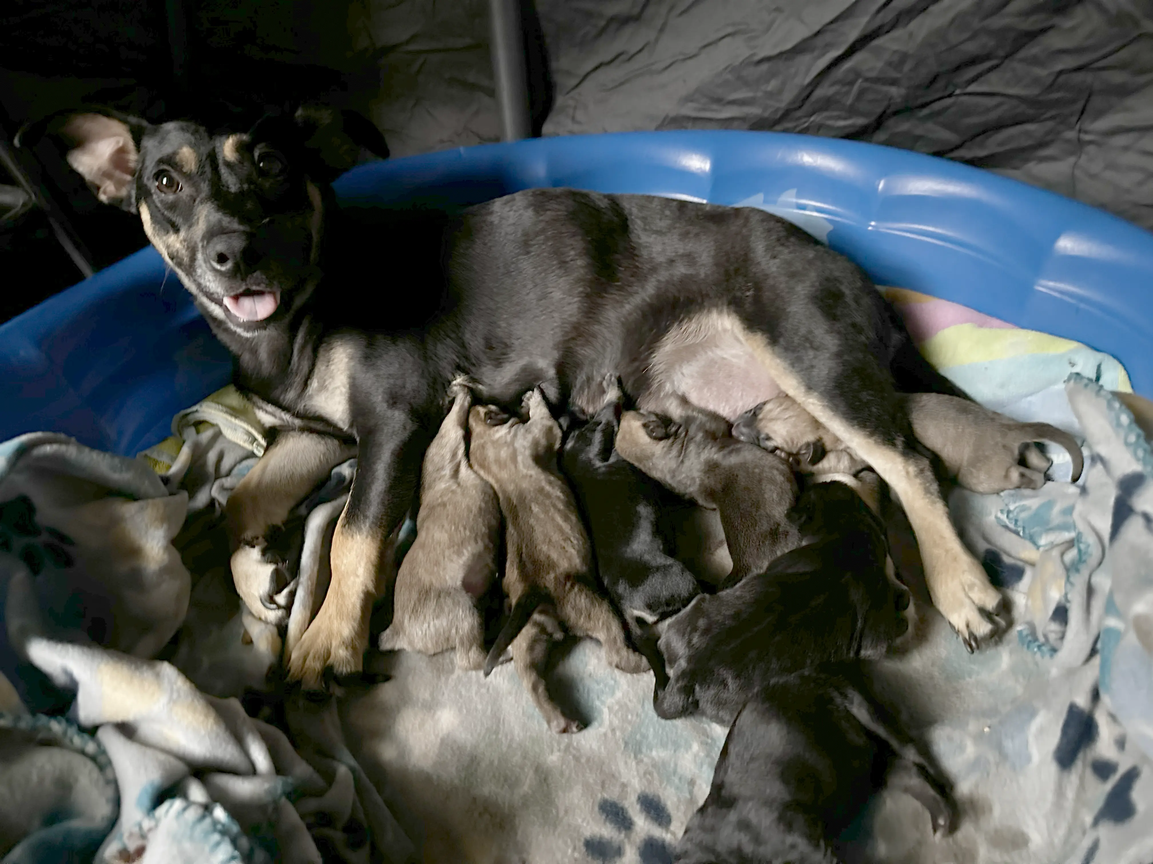 7 healthy puppies born safely on July 31st