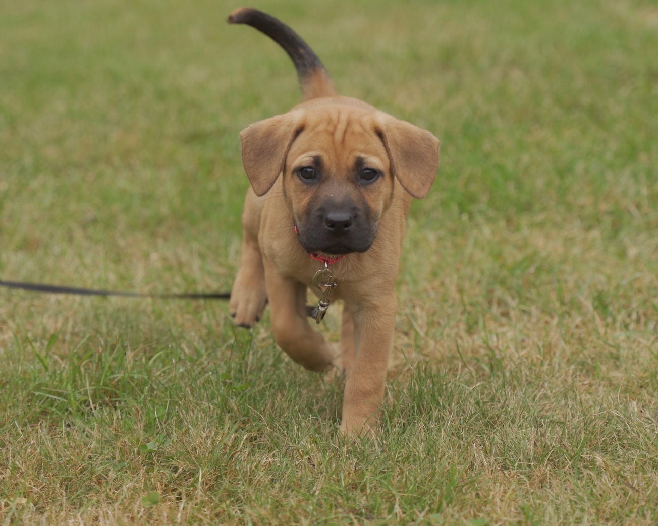 CocoChanel puppy portrait