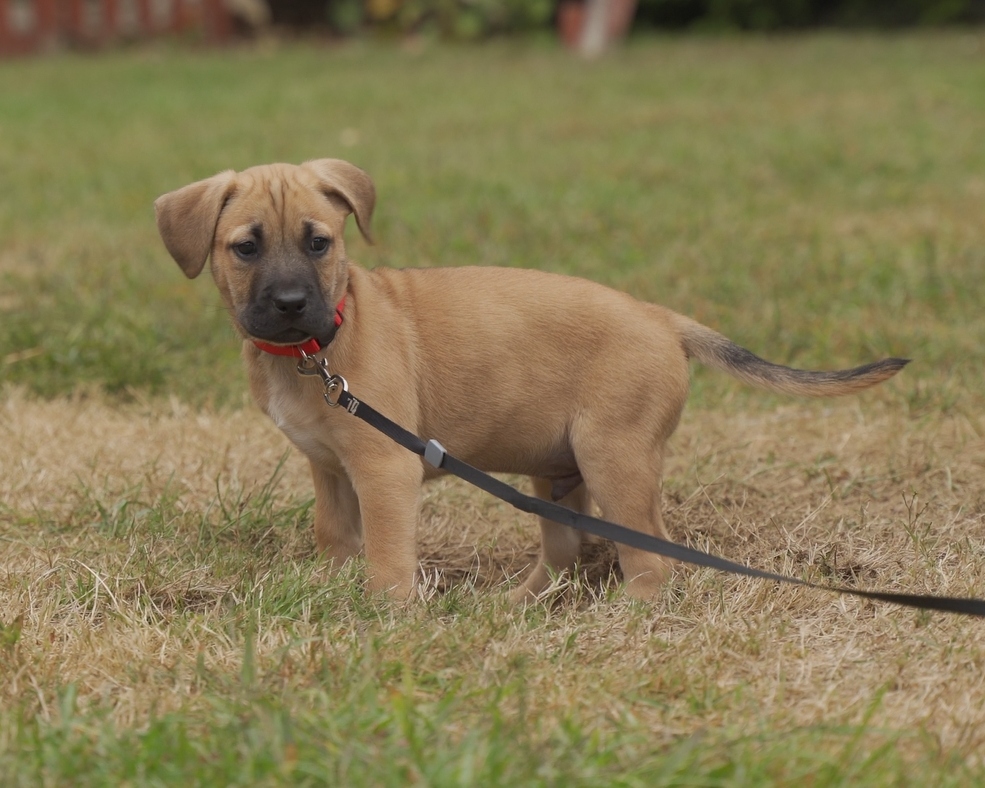 Mav puppy portrait