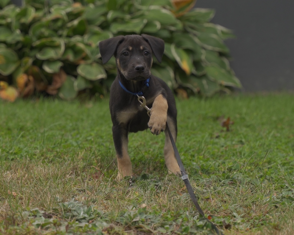 Mr.Naughty-socks puppy portrait