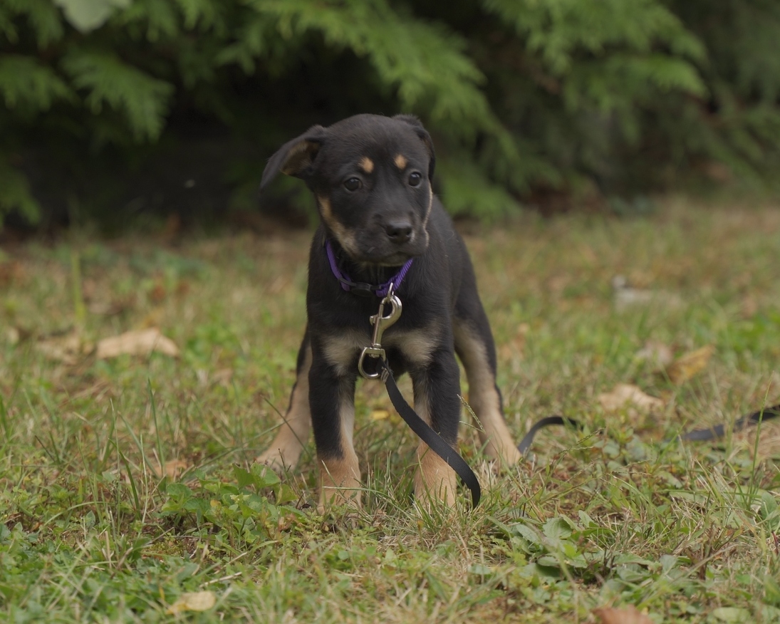 Petitie puppy portrait