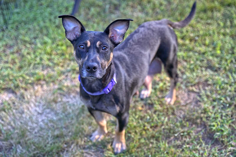 Princess Petunia rescue dog