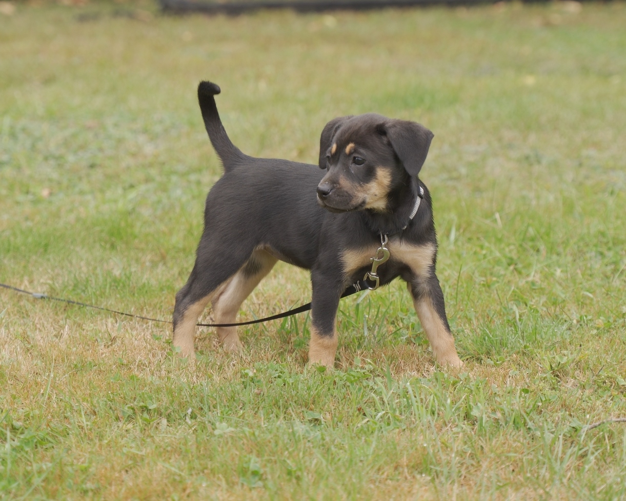 Shadow puppy portrait